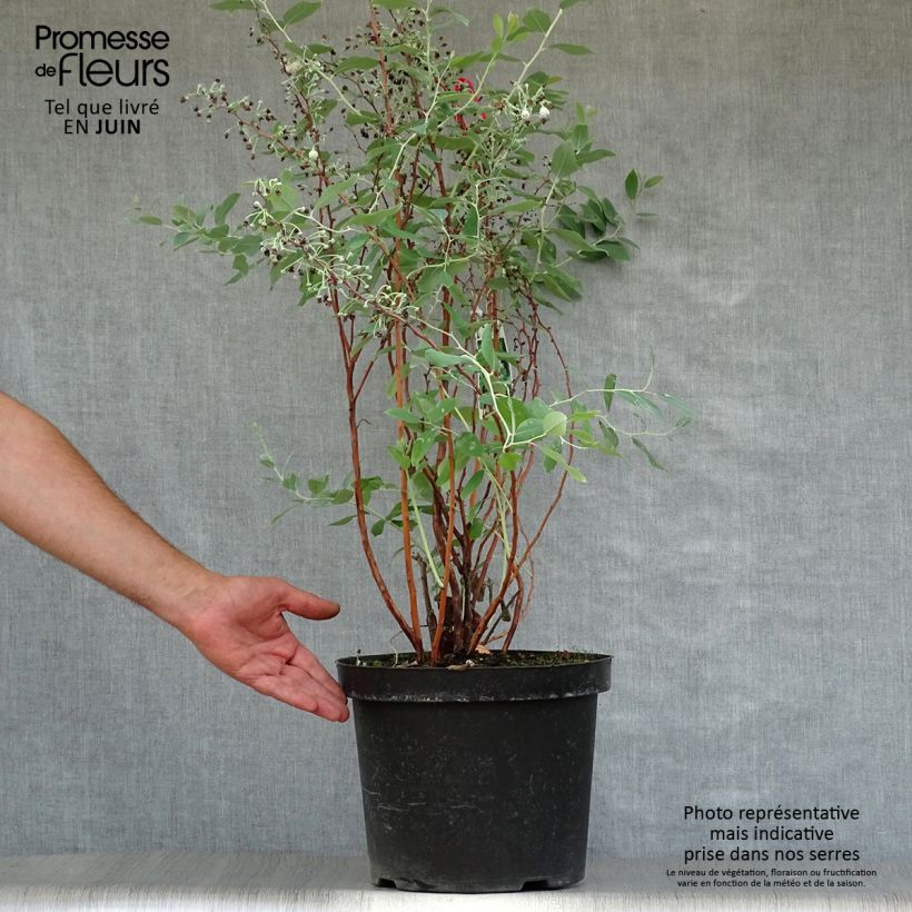 Exemplaar van Zenobia pulverulenta Blue Sky - Muguet en arbre Pot van 7,5 l/10 l zoals geleverd in de zomer