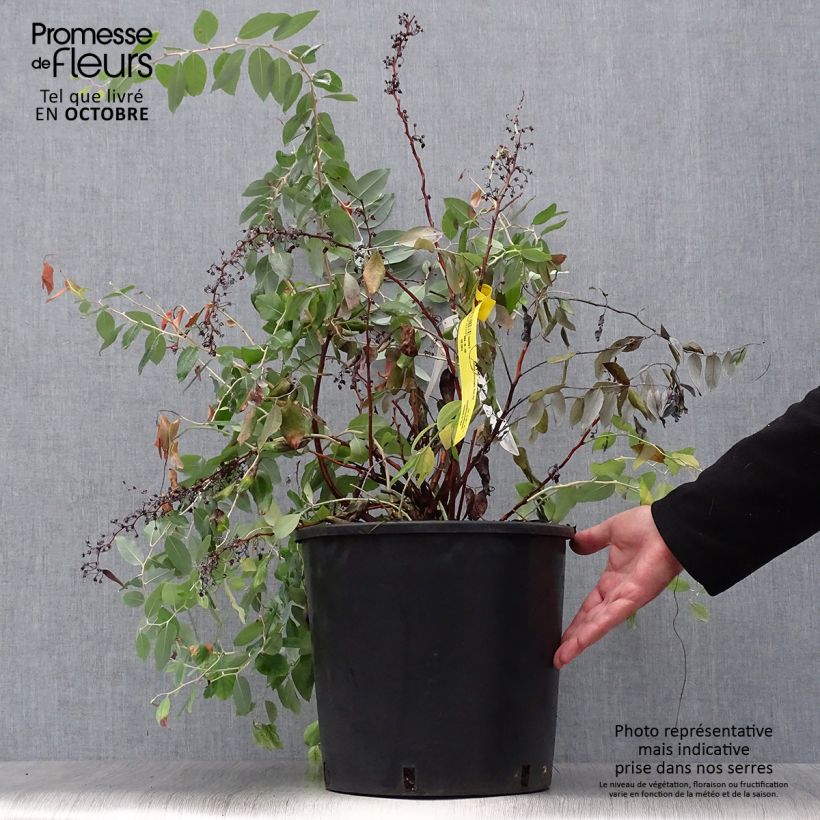 Exemplaar van Zenobia pulverulenta Blue Sky - Muguet en arbre Pot van 12 l/15 l zoals geleverd in de herfst