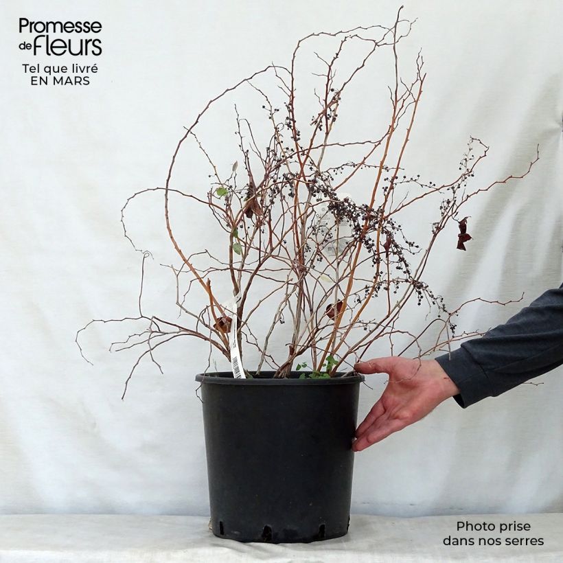 Exemplaar van Zenobia pulverulenta Blue Sky - Muguet en arbre Pot van 12 l/15 l zoals geleverd in de lente