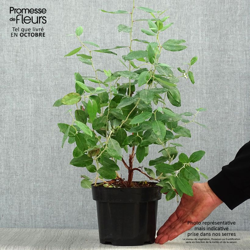 Exemplaar van Zenobia pulverulenta Blue Sky - Muguet en arbre Pot van 3 l/4 l zoals geleverd in de herfst