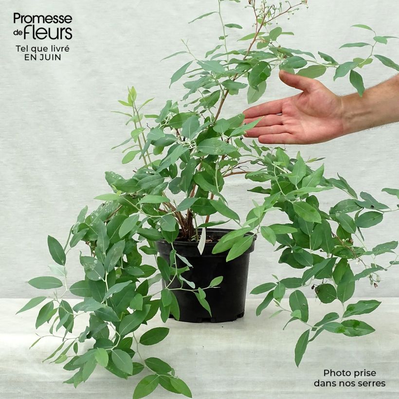 Exemplaar van Zenobia pulverulenta Blue Sky - Muguet en arbre Pot van 3 l/4 l zoals geleverd in de zomer