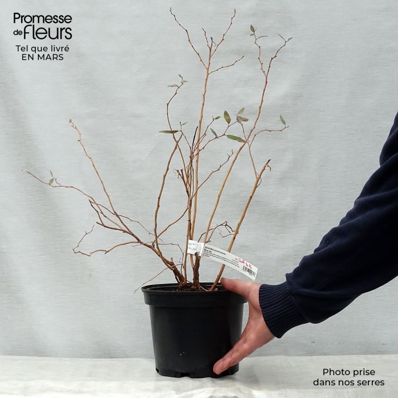 Exemplaar van Zenobia pulverulenta Blue Sky - Muguet en arbre Pot van 3 l/4 l zoals geleverd in de lente