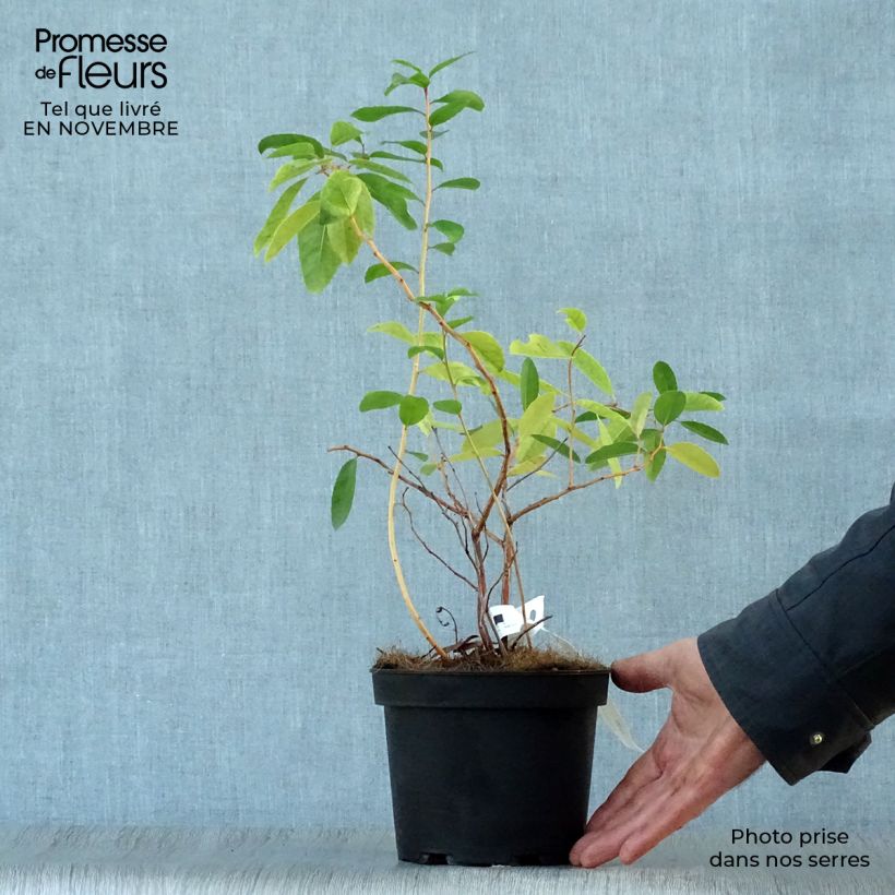 Exemplaar van Zenobia pulverulenta Raspberry Ripple Pot van 2 l/3 l zoals geleverd in de herfst