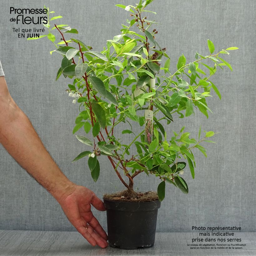 Exemplaar van Zenobia pulverulenta Raspberry Ripple Pot van 2 l/3 l zoals geleverd in de zomer