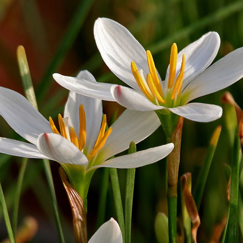 Zephyranthes candida - Gele westenwindbloem (Bloei)