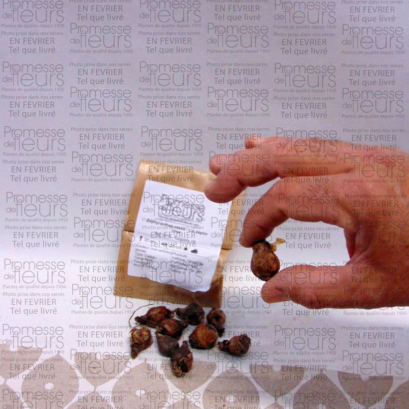 Voorbeeld van een exemplaar van Zephyrantes rosea - Westenwindbloem Bol kaliber I zoals geleverd