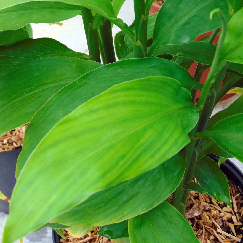 Zingiber mioga - Japanse gember (Blad)