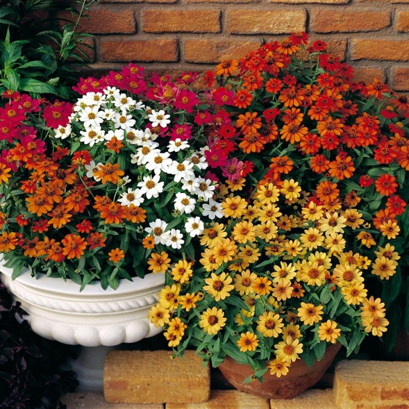 Zinnia Profusion Double Mix - Zahara-bloem (Groeiplaats)