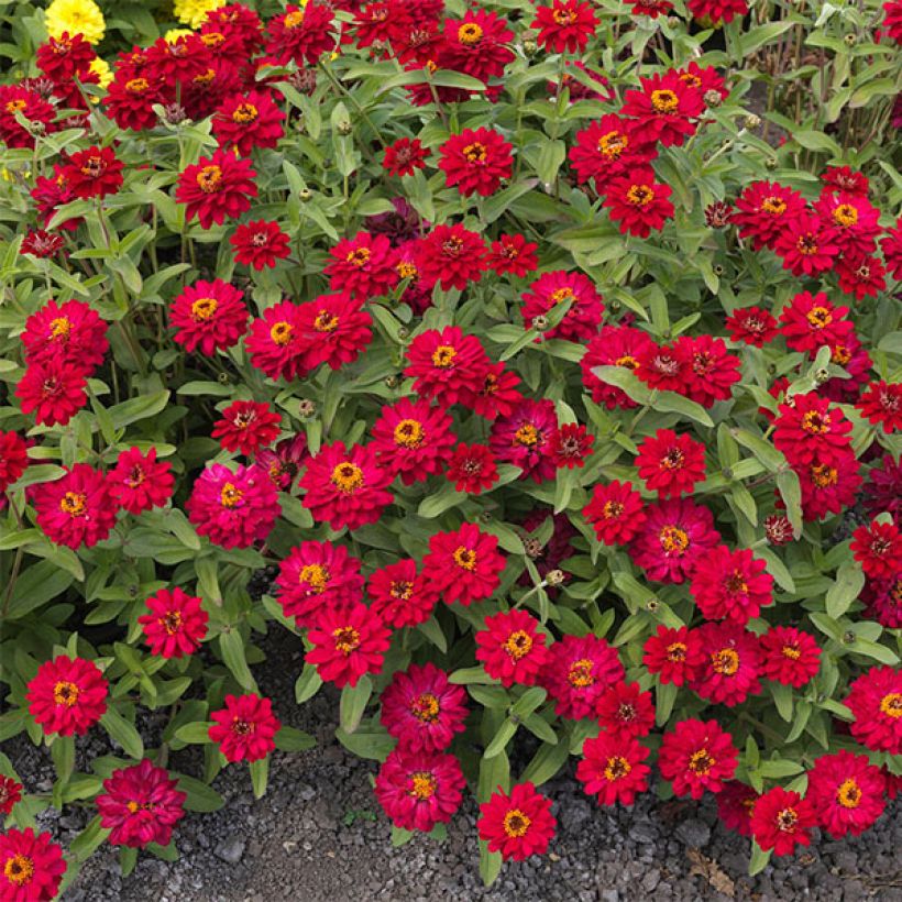 Zinnia marylandica Profusion Hot Cherry - Zahara-bloem (Bloei)