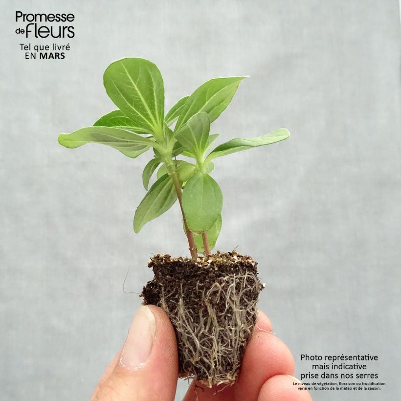 Exemplaar van Zinnia marylandica Profusion Hot Cherry - Zahara-bloem Kluitplant: kluit 3,8 cm x 3,2 cm in een tray voor 16 planten zoals geleverd in de lente