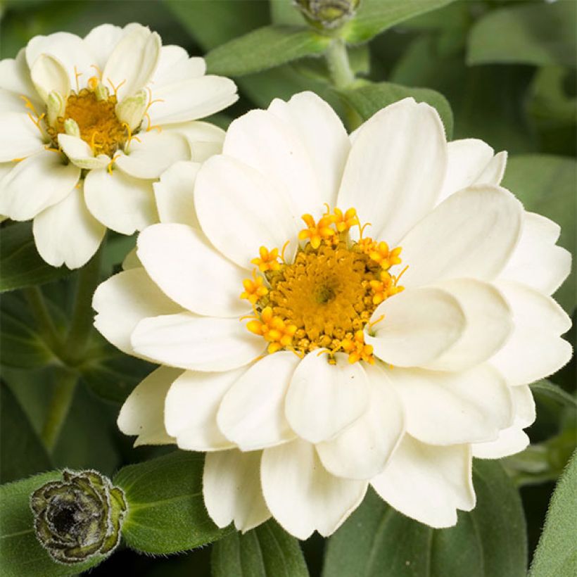 Zinnia Zahara Double White - Zahara-bloem (Bloei)