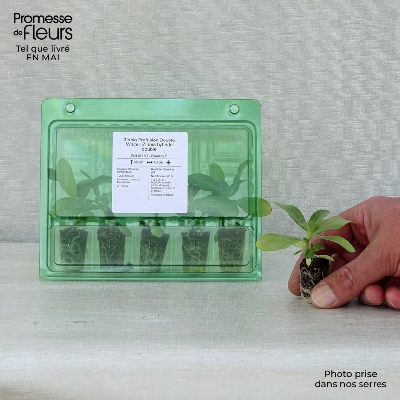 Exemplaar van Zinnia Zahara Double White - Zahara-bloem Mini-mot Ø 1,5/2,5 cm zoals geleverd in de lente