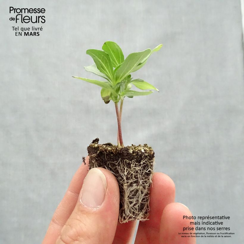 Exemplaar van Zinnia Profusion Double Mix - Zahara-bloem Kluitplant: kluit 3,8 cm x 3,2 cm in een tray voor 16 planten zoals geleverd in de lente