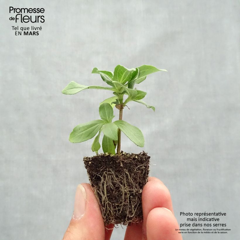 Exemplaar van Zinnia Zahara Mix Kluitplant: kluit 3,8 cm x 3,2 cm in een tray voor 16 planten zoals geleverd in de lente