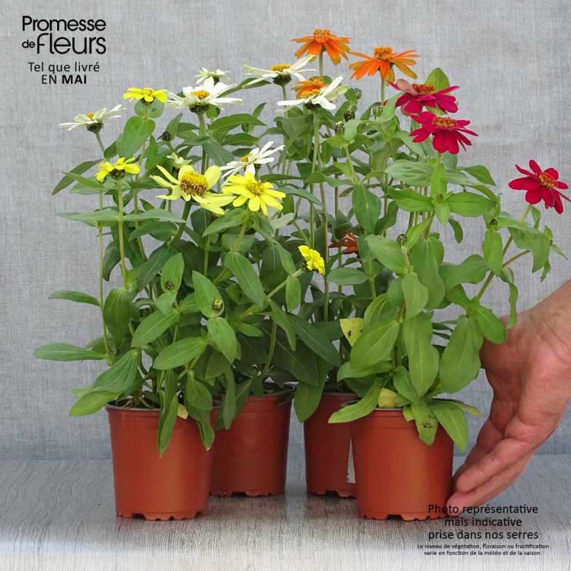 Exemplaar van Zinnia Zahara Mix Pot van 10 cm/11 cm zoals geleverd in de lente