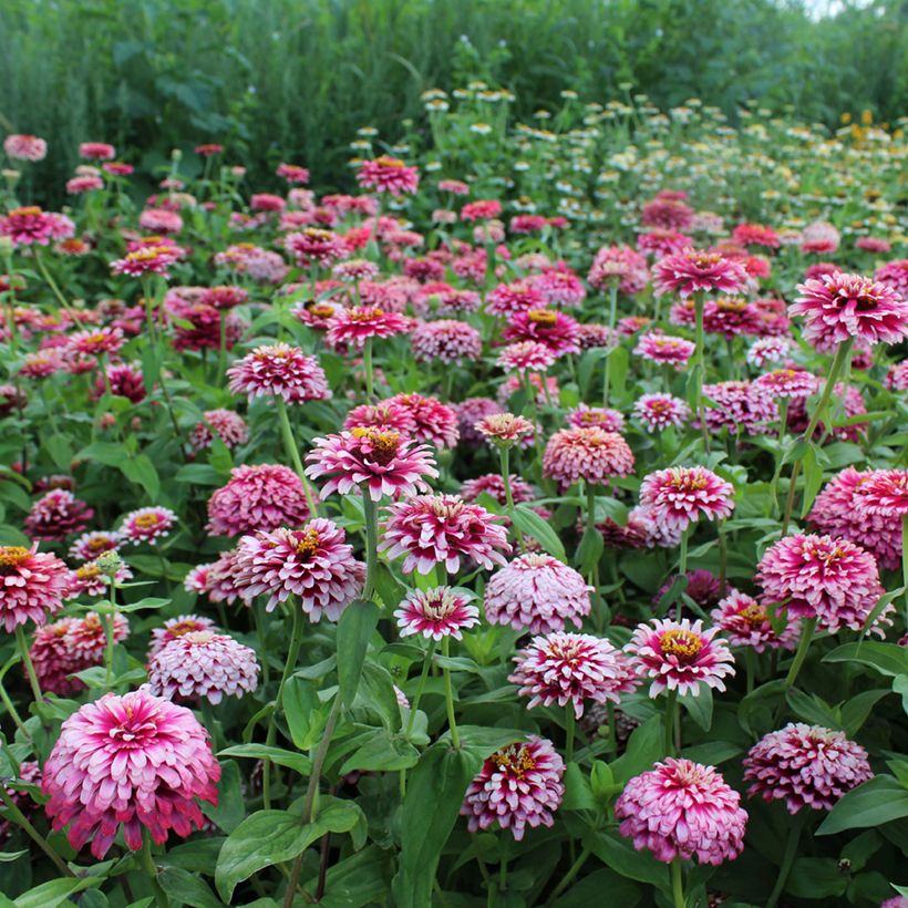 Zinnia elegans Mazurkia (zaad) - Zahara-bloem (Groeiplaats)