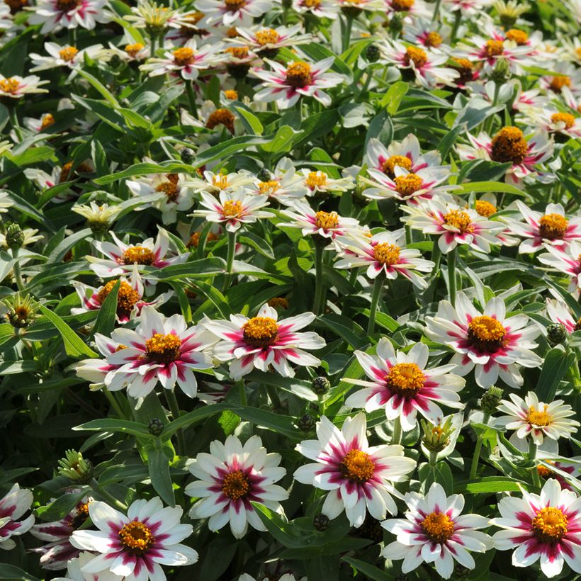 Zinnia marylandica Zahara Starlight Roze (zaad) - Zahara-bloem (Groeiplaats)