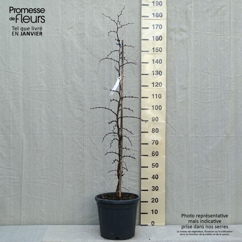 Exemplaar van Ziziphus jujuba - Jujubier commun Pot de 12L/15L zoals geleverd in de winter