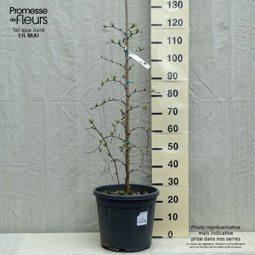 Exemplaar van Ziziphus jujuba - Chinese dadel Pot van 12 l/15 l zoals geleverd in de lente