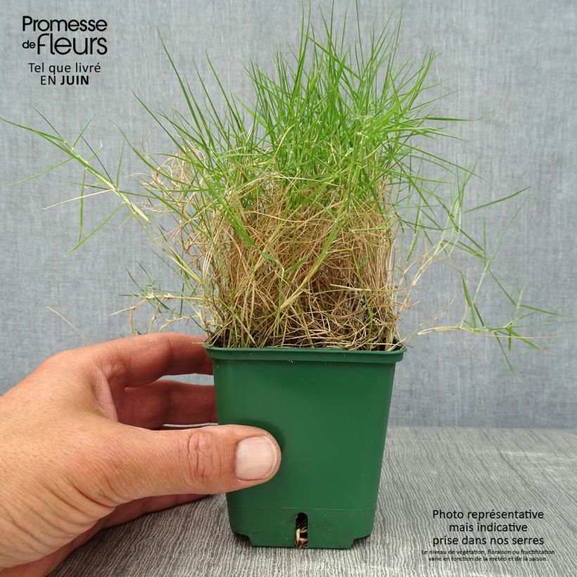 Exemplaar van Zoysia tenuifolia - Mascareense gras Kweekpotje van 8/9 cm zoals geleverd in de zomer
