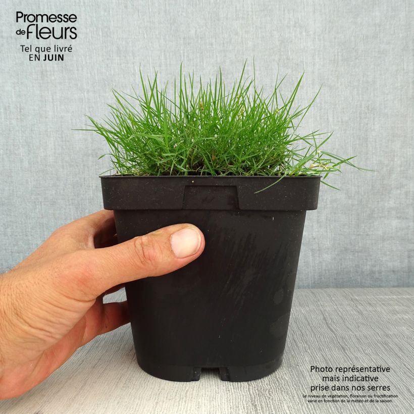 Exemplaar van Zoysia tenuifolia - Mascareense gras Pot van 2 l/3 l zoals geleverd in de lente