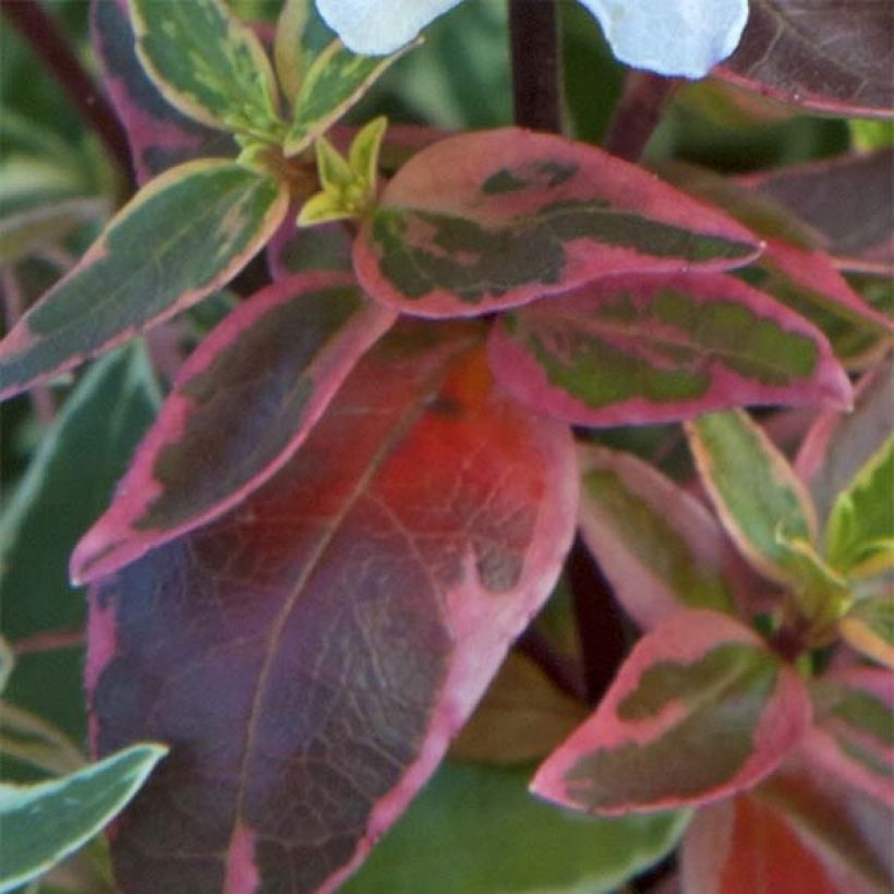 Glanzende abelia Sparkling Silver (Blad)