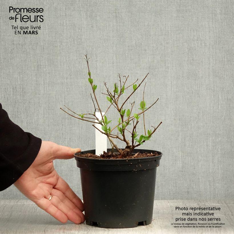 Example of Abelia chinensis - Chinese abelia Pot van 2 l/3 l as you get in printemps