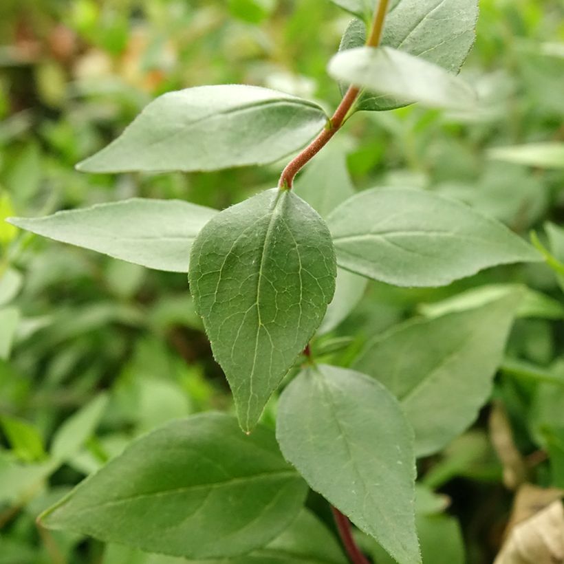 Abelia chinensis Autumn Festival - Chinese abelia (Blad)