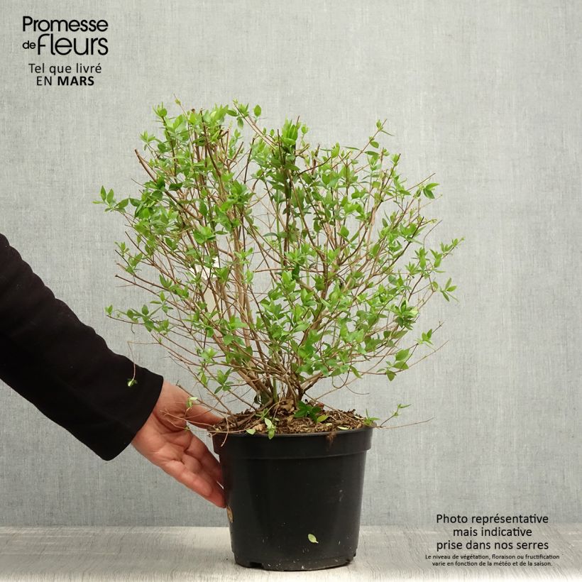 Exemplaar van Abelia chinensis Autumn Festival - Chinese abelia Pot van 4 l/5 l zoals geleverd in de lente