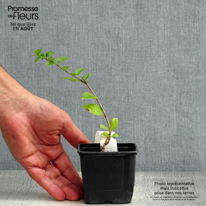 Exemplaar van Abelia chinensis White Surprise - Chinese abelia Kweekpotje van 8/9 cm zoals geleverd in de zomer