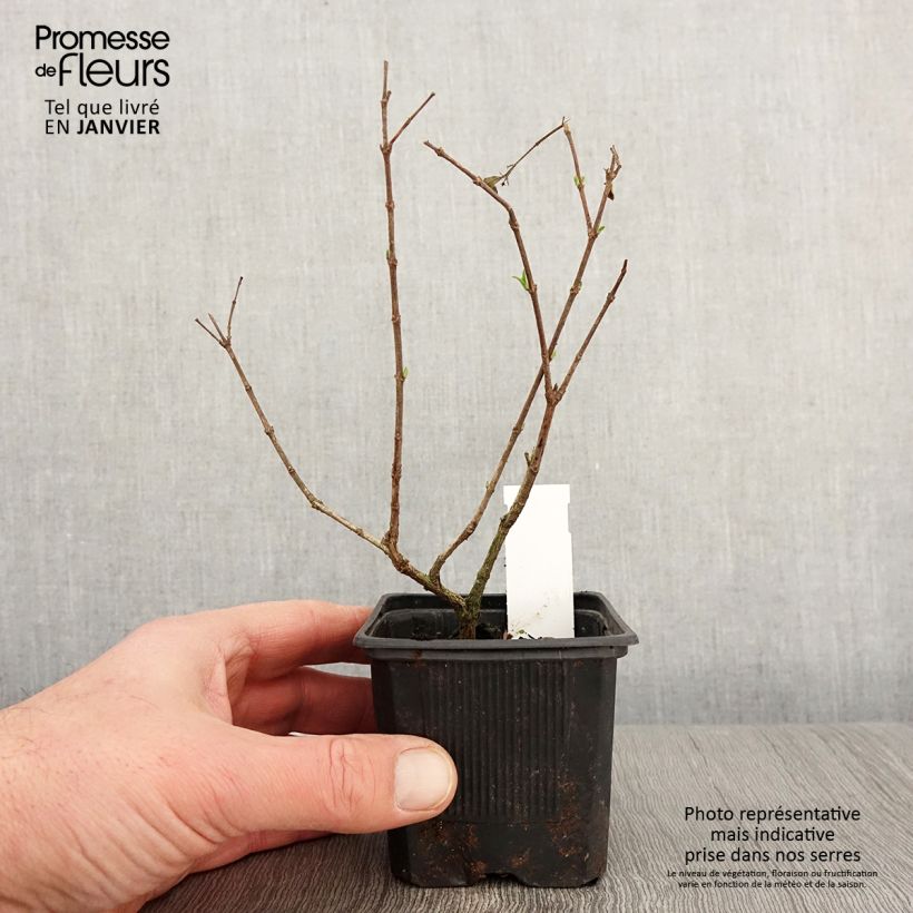 Example of Abelia chinensis White Surprise - Chinese abelia Kweekpotje van 8/9 cm as you get in hiver