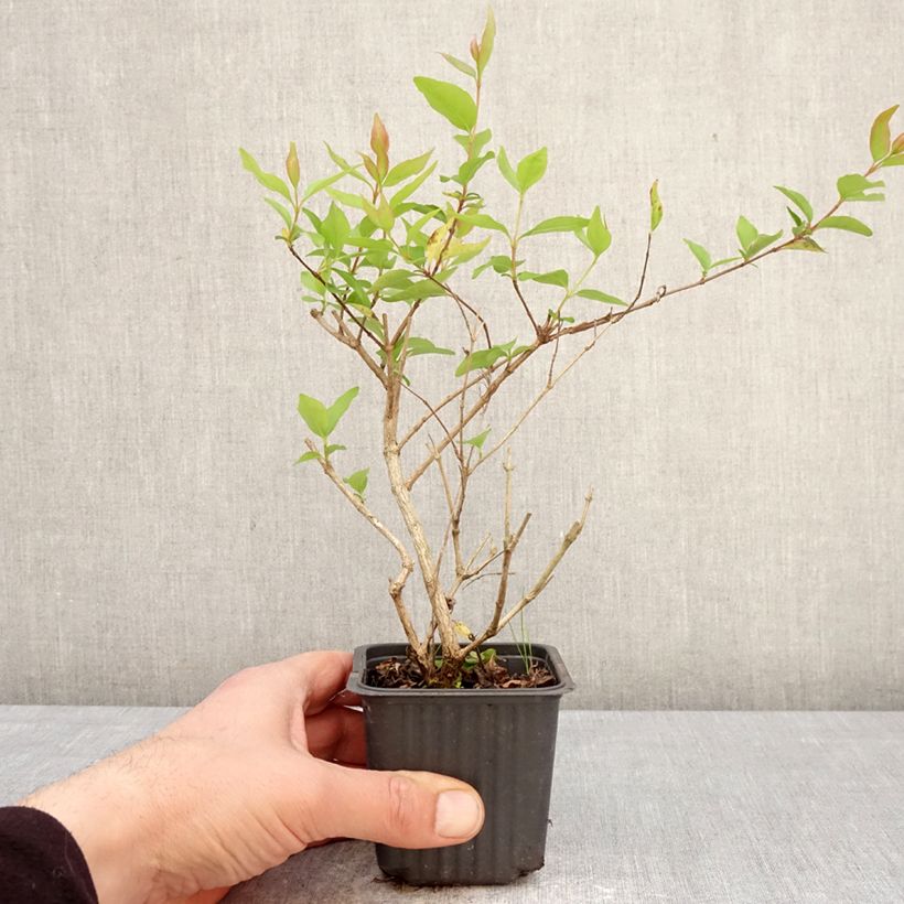 Exemplaar van Abelia chinensis White Surprise - Chinese abelia Kweekpotje van 8/9 cm zoals geleverd in de lente