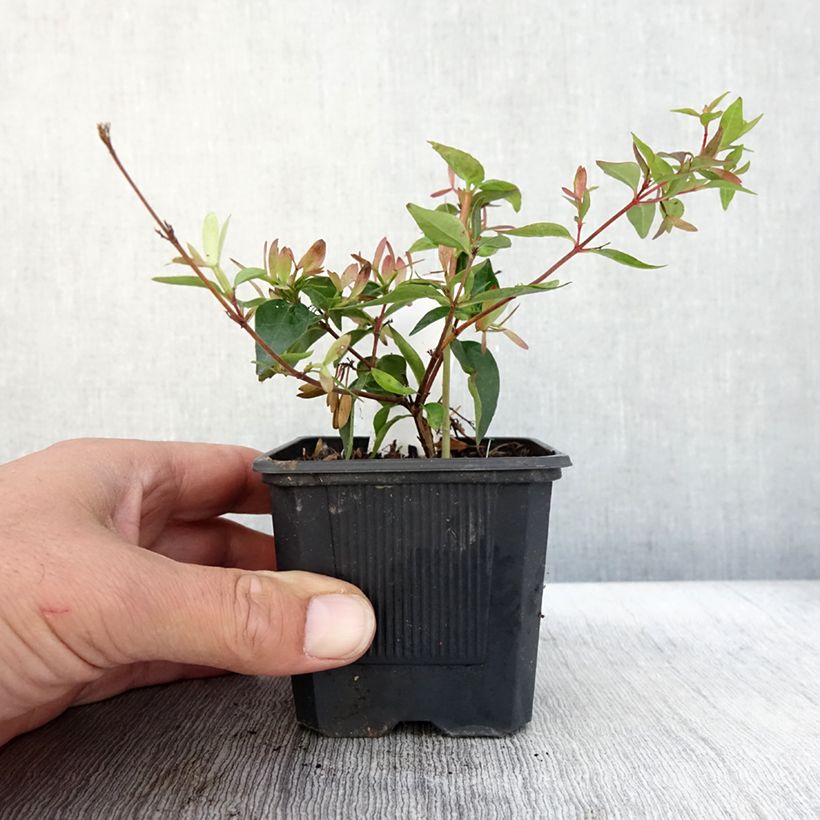 Exemplaar van Abelia Edward Goucher - Glanzende abelia Kweekpotje van 8/9 cm zoals geleverd in de herfst