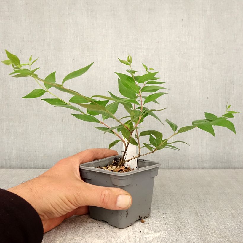 Exemplaar van Abelia grandiflora - Glanzende abelia Kweekpotje van 8/9 cm zoals geleverd in de lente