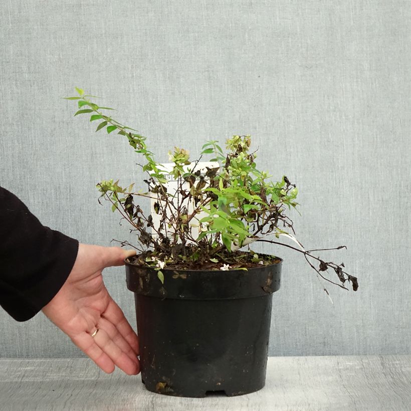Exemplaar van Abelia Caramel Charm - Glanzende abelia Pot van 3 l/4 l zoals geleverd in de herfst