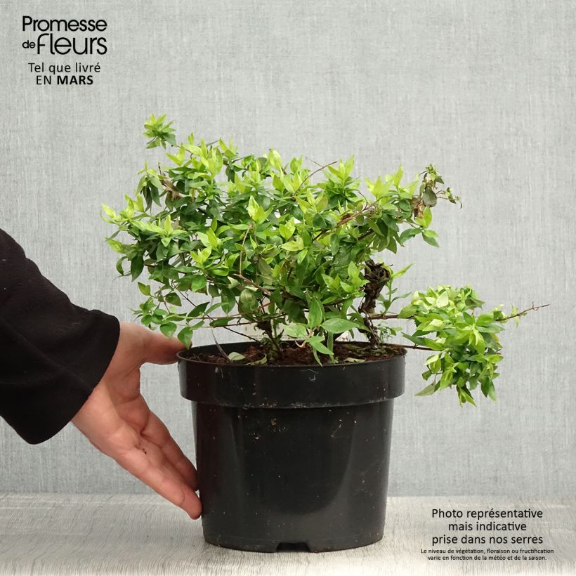 Exemplaar van Abelia Caramel Charm - Glanzende abelia Pot van 3 l/4 l zoals geleverd in de lente