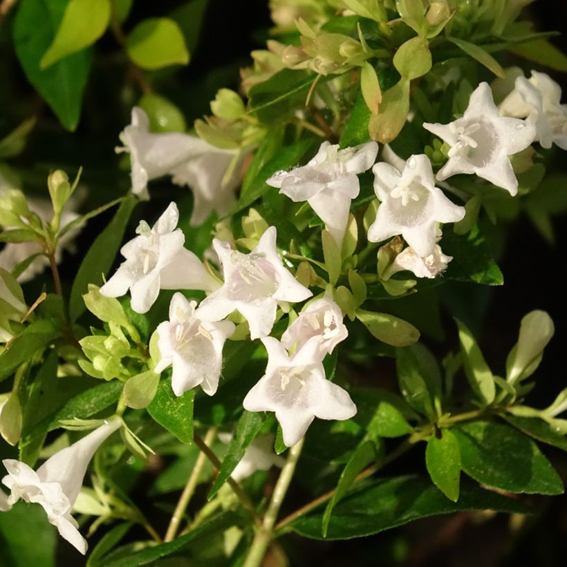 Abelia Caramel Charm - Glanzende abelia (Bloei)