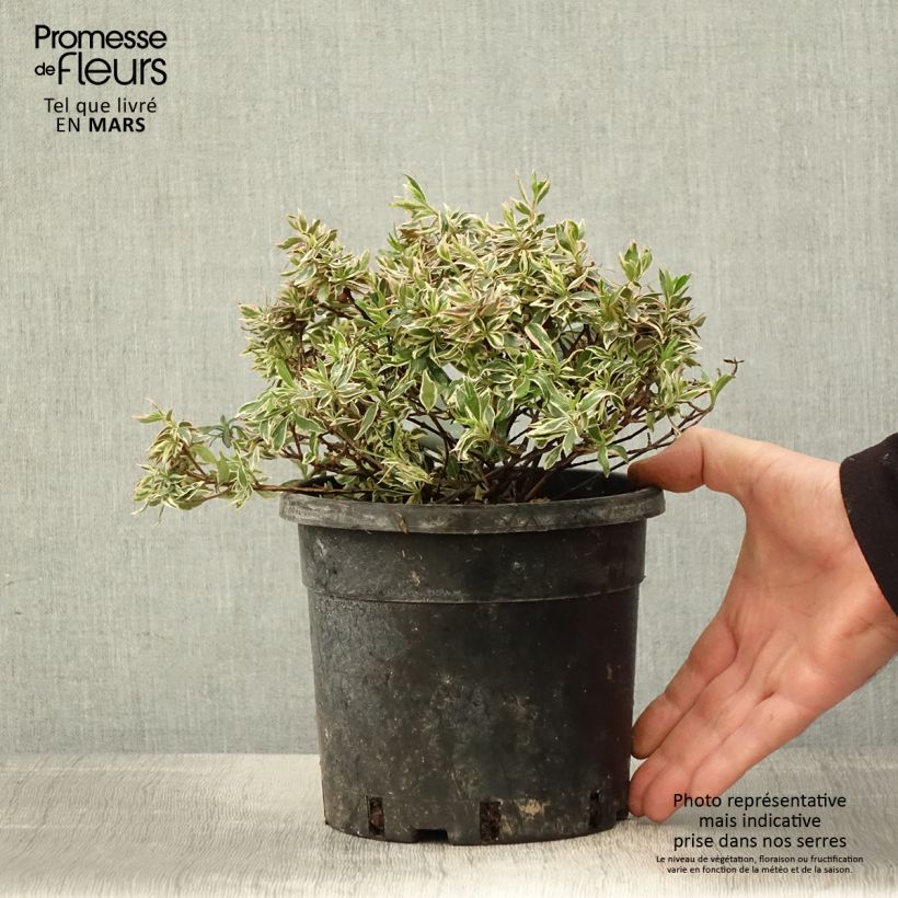 Example of Glanzende abelia Confetti Pot van 1,5 l/2 l as you get in printemps