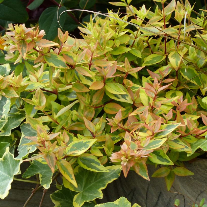 Glanzende abelia Kaleidoscope (Blad)