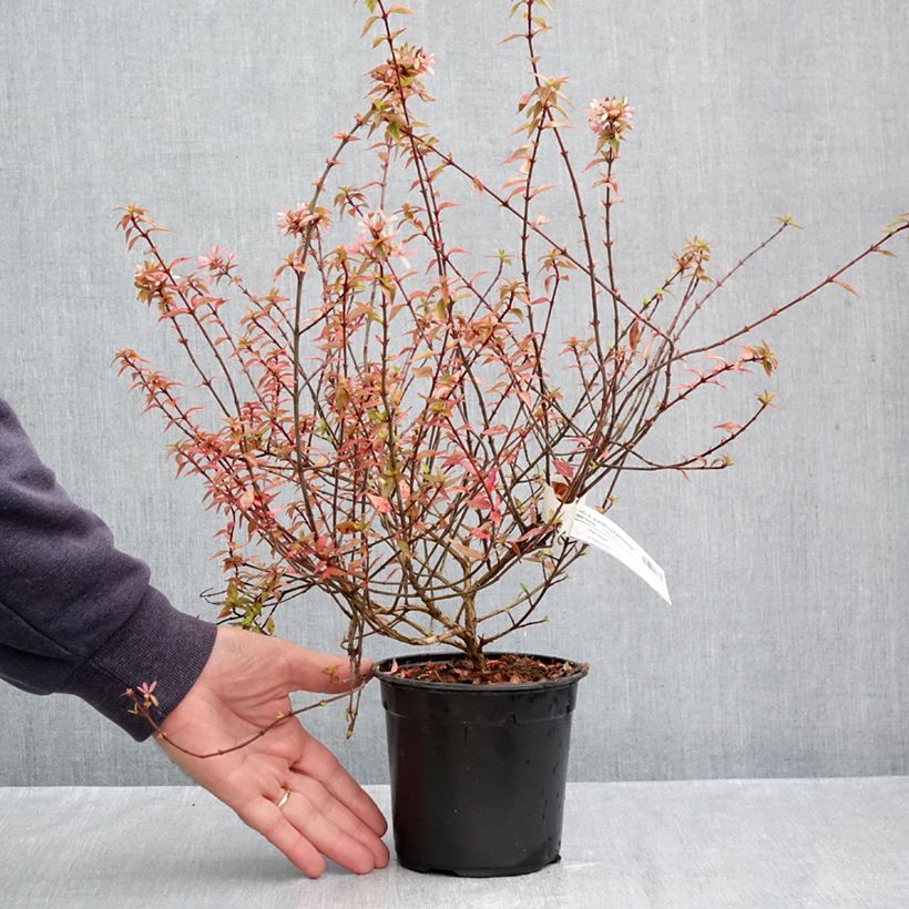Exemplaar van Glanzende abelia Kaleidoscope Pot van 1 l/1,5 l zoals geleverd in de herfst