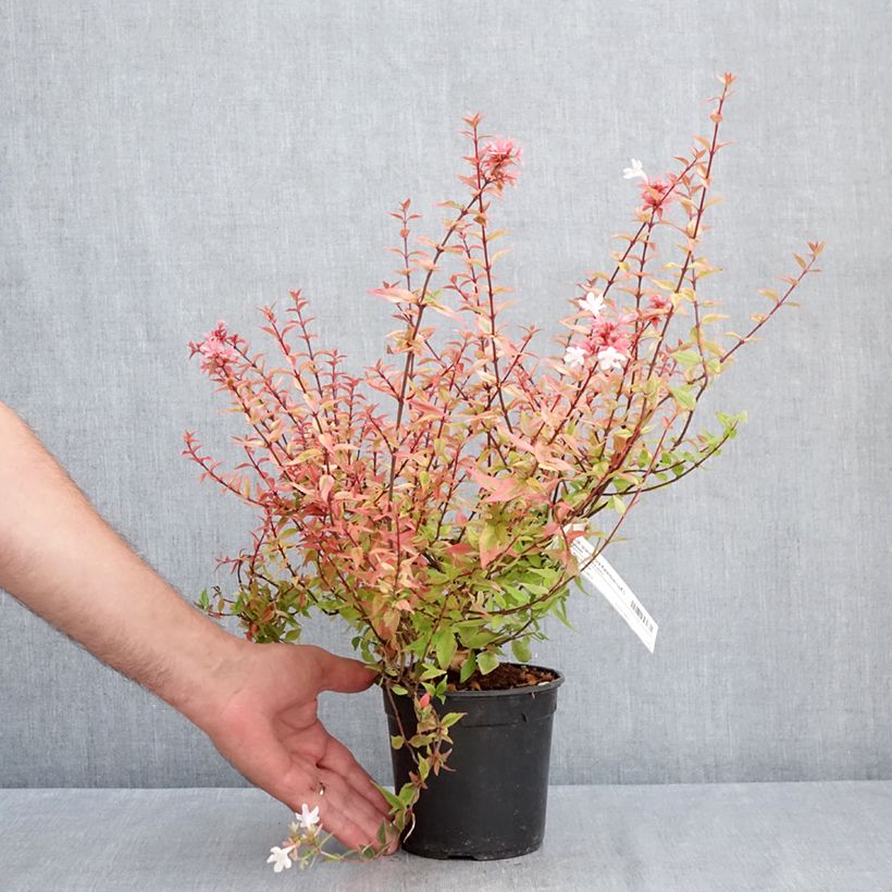 Exemplaar van Glanzende abelia Kaleidoscope Pot van 1 l/1,5 l zoals geleverd in de zomer