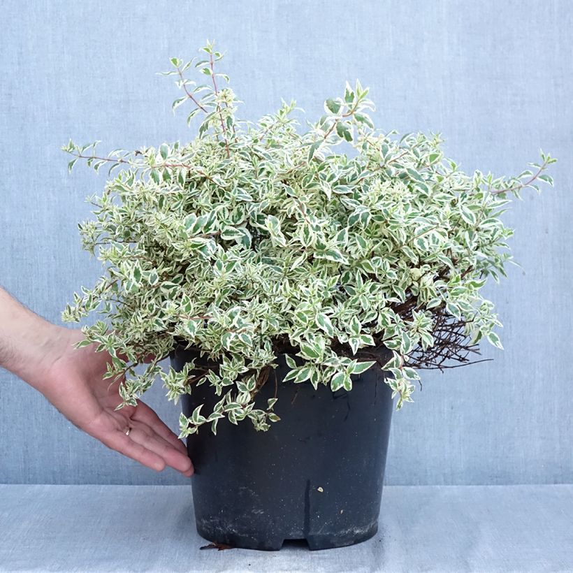 Example of Glanzende abelia Pink Lady - Abelia grandiflora Pot van 7,5 l/10 l as you get in automne