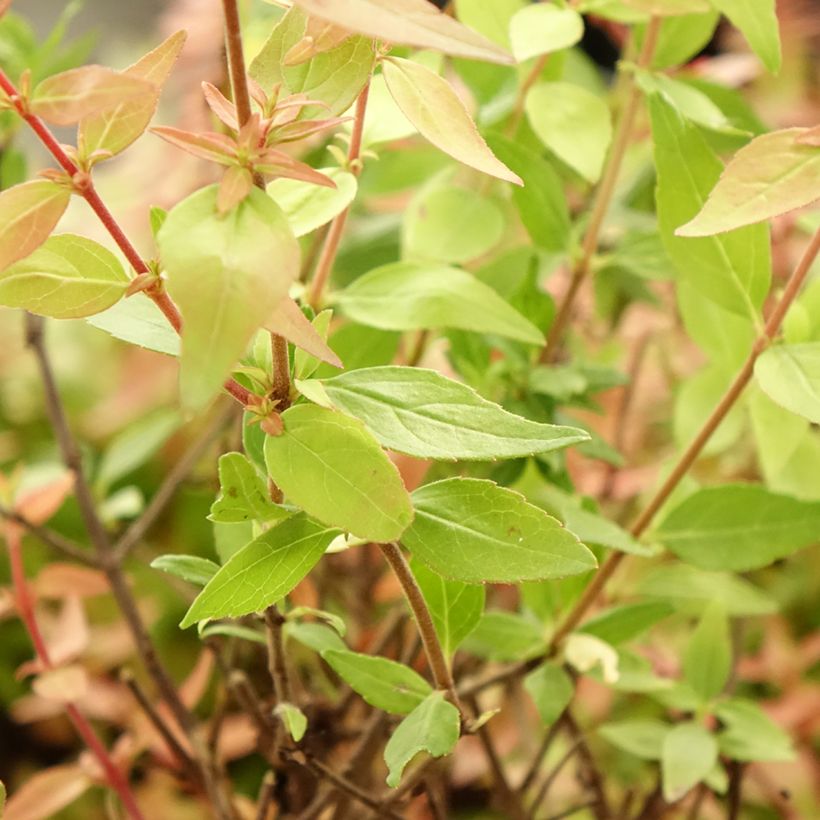 Glanzende abelia Pisto (Blad)