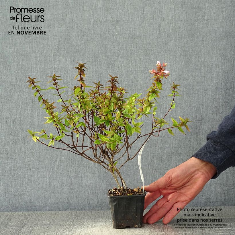 Exemplaar van Glanzende abelia Pisto Kweekpotje van 8/9 cm zoals geleverd in de herfst