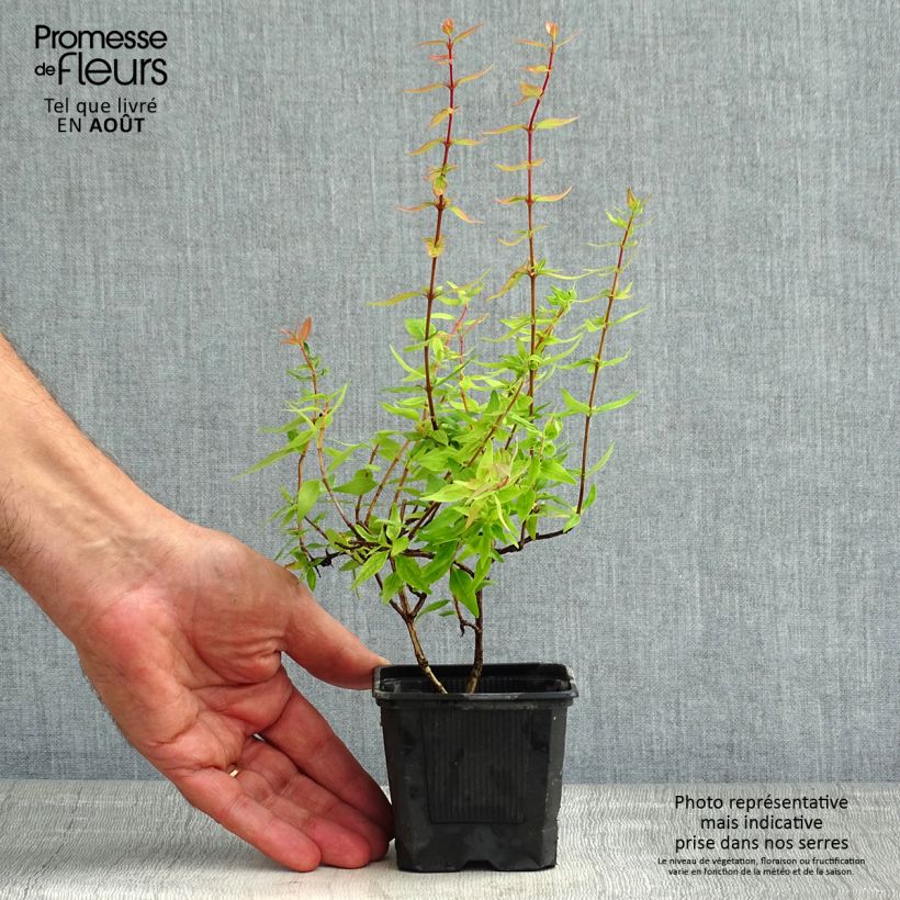Exemplaar van Glanzende abelia Pisto Kweekpotje van 8/9 cm zoals geleverd in de zomer