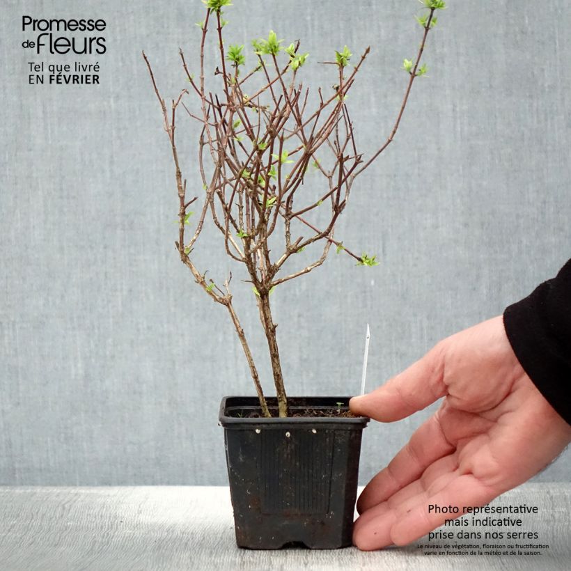 Exemplaar van Glanzende abelia Pisto Kweekpotje van 8/9 cm zoals geleverd in de winter