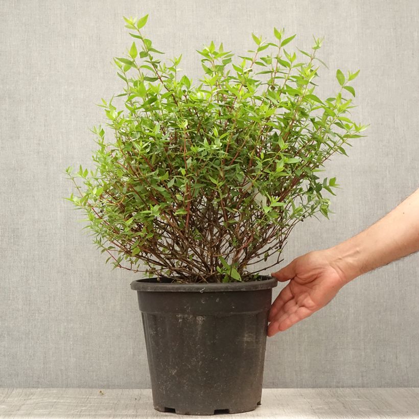 Exemplaar van Abelia grandiflora - Glanzende abelia Pot van 7,5 l/10 l zoals geleverd in de zomer