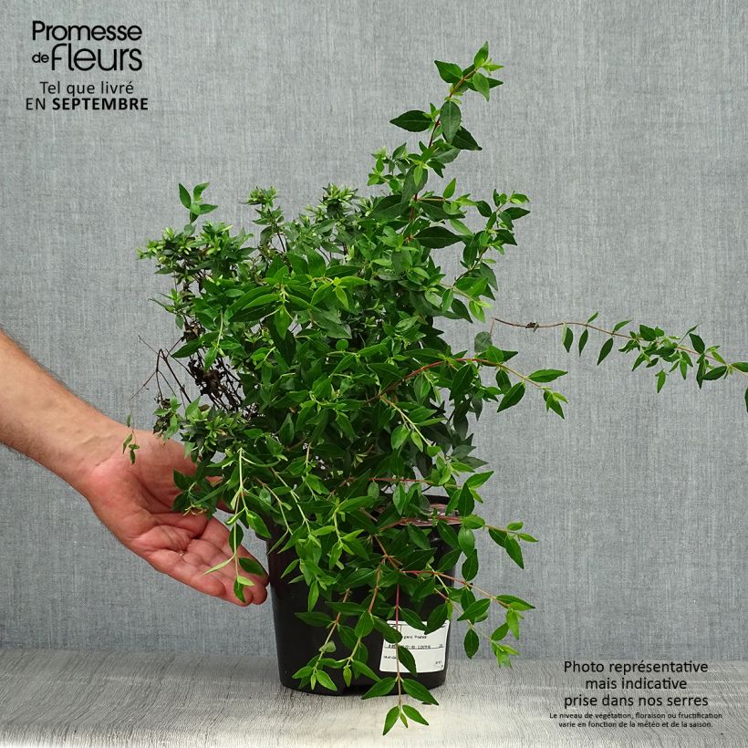 Exemplaar van Glanzende abelia Prostrata Pot van 2 l/3 l zoals geleverd in de herfst