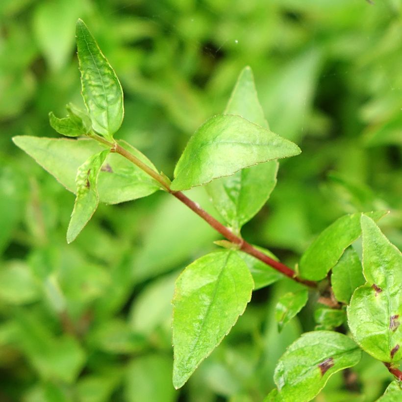 Glanzende abelia Prostrata (Blad)