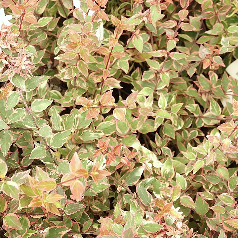 Glanzende abelia Psykedelik (Blad)